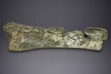 Fossil Sauropod (Camarasaurus) Ulna with Metal Stand - Colorado #350494-5